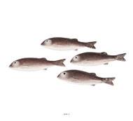 Mulet artificiel poisson en lot de 4 en Plastique soufflé L 215x55 mm