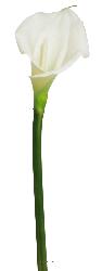Arum calla artificiel, fleur touché réel, H 55 cm, Crème - BEST
