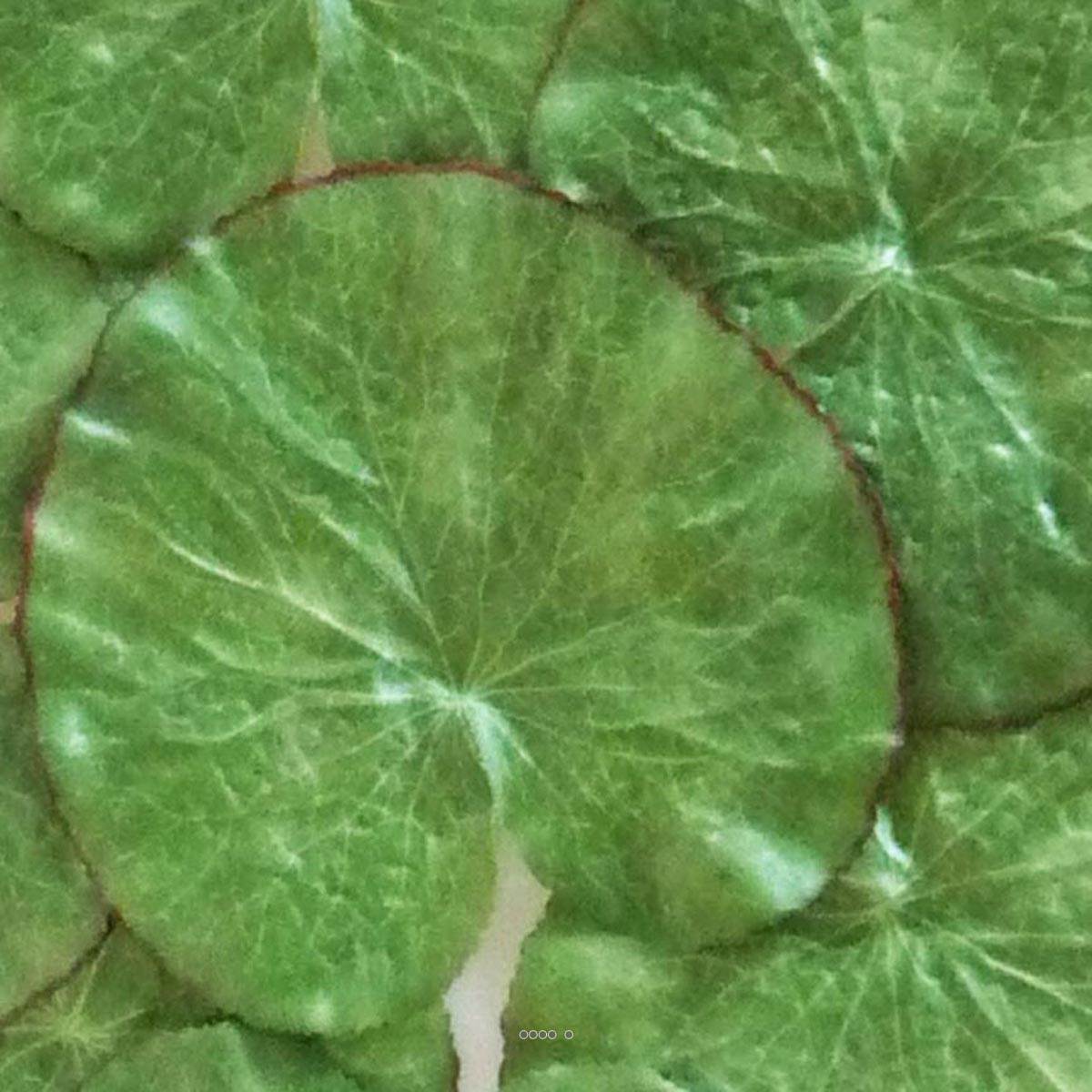 13 Feuilles De Lotus Artificielles Flottantes - Mousse - 3 Tailles (10-17cm) - Pour étang, Bassin, Décoration