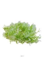 Piquet d'herbe de Corail factice H30cm plastique extérieur Blanc-vert