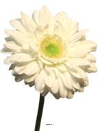Gerbera artificiel, H 48 cm Crème - BEST