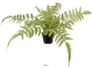 Fougère des forêts osmuda regalis artificielle en pot, H 40 cm