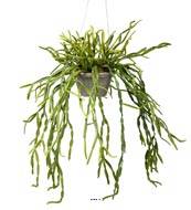 Rhipsalis artificiel, cactus gui, suspendu L 55 cm