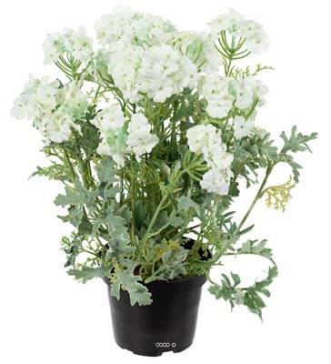 Verveine fleurie artificielle et feuillage en pot, H 28 cm Crème