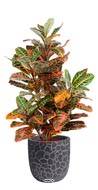 Croton plante artificielle en pot H 100 cm D65cm, feuillage très dense