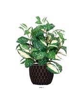 Pothos artificiel au feuillage tacheté H 35 cm, D 28 cm