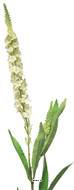 Véronique artificielle, une fleur en tige, H 76 cm Crème - BEST