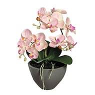 Orchidée phalaenopsis artificielle en coupe céramique H 35 cm Rose-crème