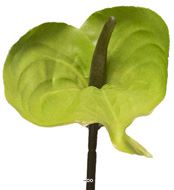 Anthurium artificiel H 67 cm Vert-jaune