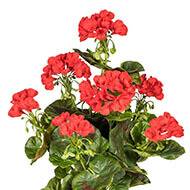 Geranium artificiel en piquet 40 cm 7 tetes superbes feuilles exterieur Rouge