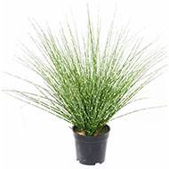 Fausse herbe miscanthus en touffe zébrée H 45 cm D 30 cm