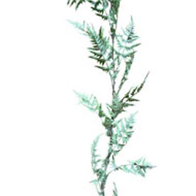 Guirlande de Fougère Plastique Verte artificielle Lg 205 cm D 23 cm 30 feuilles