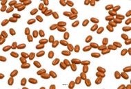 20 grammes Grains de Blé Artificiels : Décoration Factice pour scènes champêtres