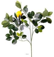 Superbe Branche de citronnier avec citron - 58 Feuilles - H 60 cm L 40 cm