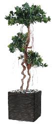 Ficus Panda sur tronc deforme H 140 cm 1812 feuilles artificiel