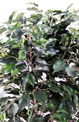 Ficus Exotica Artificiel H110cm L85cm en buisson tronc naturel en pot