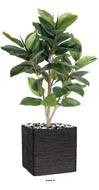 Ficus Robusta Artificiel tronc PE en pot beau et rare H90cm D65cm Vert