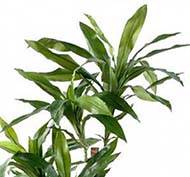 Dracaena artificiel 3 troncs en bois naturel en pot  H 95 cm Vert