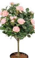 Rosier Boule sur tronc factice en pot H42cm lesté adorable Rose pâle