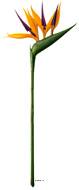 Strelitzia Arabica artificiel H 62 cm oiseau du paradis tête latex