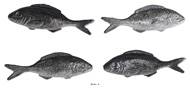 Sardine artificielle en lot de 4 en Plastique souffl� L 120x40 mm