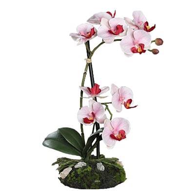 Orchidee factice 2 hampes sur motte H33cm 9 fleurons tissu Rose-crème