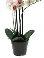 Orchidée Phalaenopsis faux 3 hampes H60 cm Top qualité Rose-crème BEST