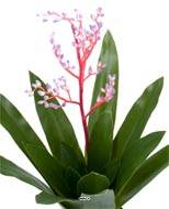 Bromélia artificielle en pot, avec bouton de fleurs, H 40 cm