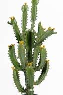 Cactus Euphorbe factice en pot Top qualité H70cm D30cm vert aloé