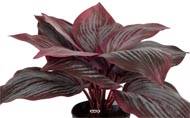 Hosta artificiel en pot H 20 cm D 30 cm Large feuille factices Rouge