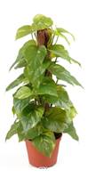 Pothos au feuillage panaché artificiel, sur pied, en pot H45cm, D18cm