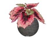 Bégonia royal factice en pot H20cm D22cm superbe couleur Pourpre-rose