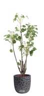 Plante verte oreille d'éléphant factice sur pied en pot H120cm, D52cm