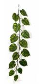 Guirlande de feuilles de pothos H 230 cm largeur 70 cm