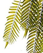 Chute de palmier artificiel L 100 cm vert 8 ramures