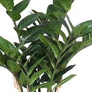 Zamifolia artificiel en pot H 70 cm 7 tiges