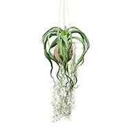 Kokedama artificiel original tillandsia sur coco L 63 cm