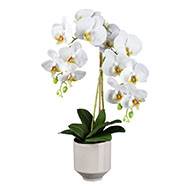 Orchidée phalenopsis artificielle en pot céramique H 60 cm crème