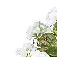 Geranium artificiel en piquet 40 cm 7 tetes superbes feuilles exterieur Blanc neige