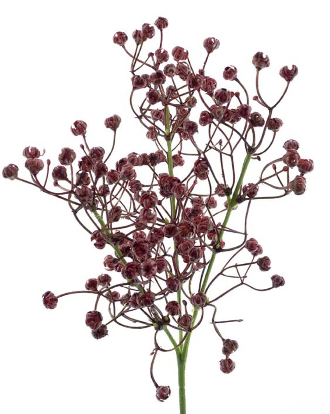 Gypsophile artificiel en bouquet H 42 cm superbes fleurs en plastique Bourgogne
