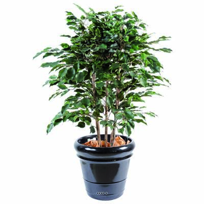 Ficus Exotica Artificiel H110cm L85cm en buisson tronc naturel en pot