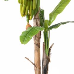 Bananier artificiel 2 troncs en pot H 180 cm D 130 cm avec Bananes