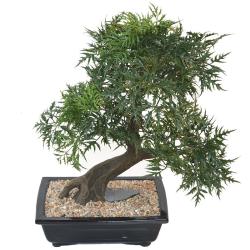 Bonsaï Aralia Artificiel H 50 cm D 45 cm en pot