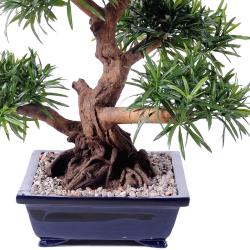 Bonsaï Podocarpus Artificiel H 70 cm D 60 cm en pot