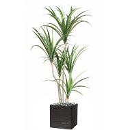 Dracaena marginata artificiel en pot H 130 cm 