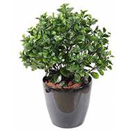 Peperomia artificiel en pot buisson extérieur D 60 cm