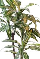 Dracaena artificiel 3 têtes H 90 cm en pot vert-jaune