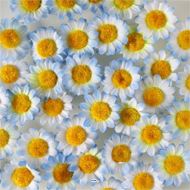 têtes de marguerite artificielles Bleu ciel X 36 en sachet D 3 cm