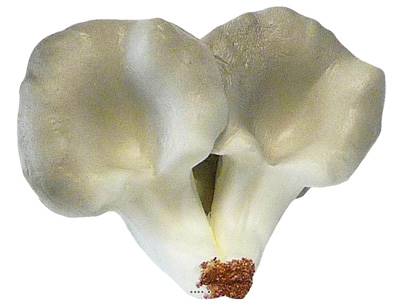 Champignons artificiels Pleurote X4 en mousse PU superbe