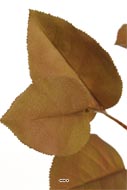 Branche de Pommier artificiel H 72 cm Havane feuillage tissu